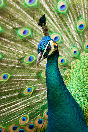 Pfau Klexikon Das Freie Kinderlexikon