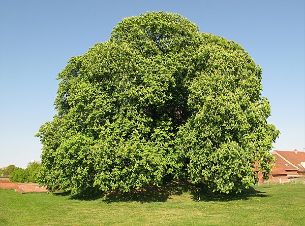 600px-Giant_Chestnuttree_(16756367248).j