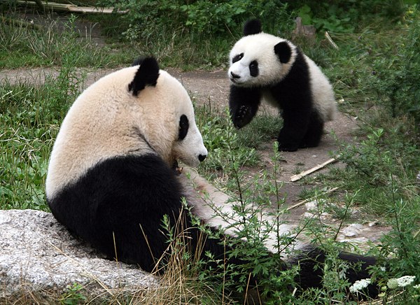 Pandas – Klexikon - Das Freie Kinderlexikon