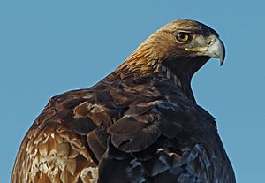 Greifvogel Klexikon Das Freie Kinderlexikon