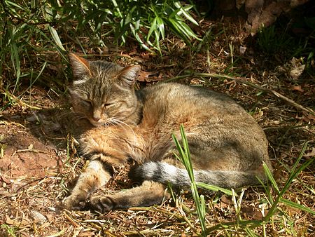 Katzen – Klexikon - Das Freie Kinderlexikon