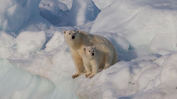 Eisbär Klexikon Das Freie Kinderlexikon 