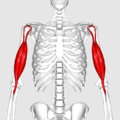 Biceps brachii muscle01 (verkleinert).png