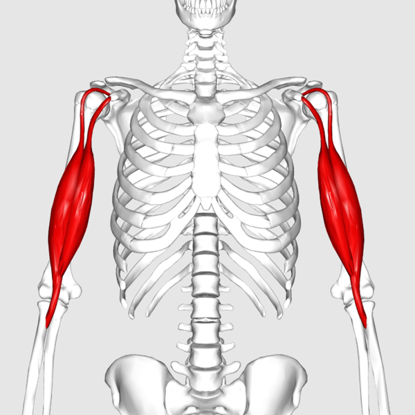 Datei:Biceps brachii muscle01 (verkleinert).png