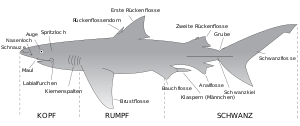 300px-Parts_of_a_shark_de.svg.png