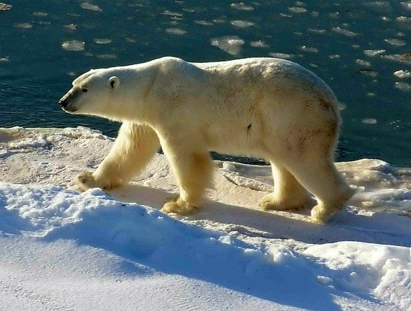 Eisbär Klexikon Das Freie Kinderlexikon 